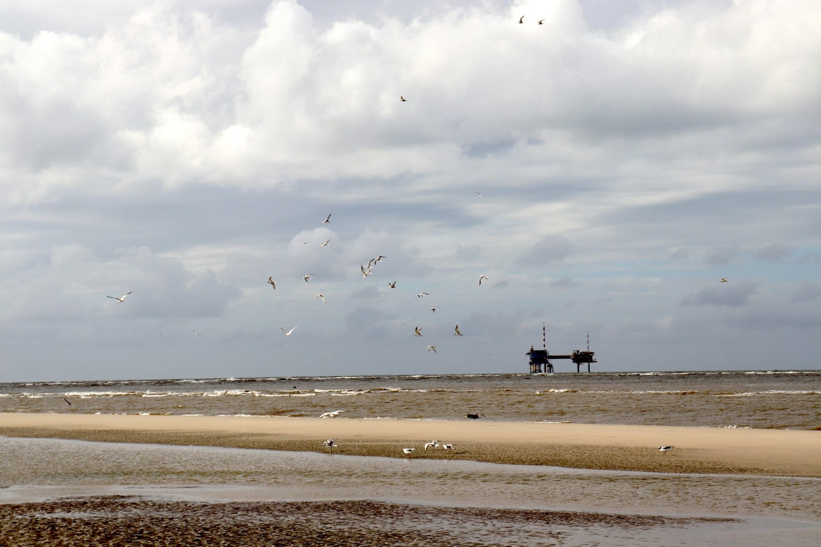 Zugvogeltage im Wattenmeer: Das Naturschauspiel im Oktober – und die richtigen Schuhe dafür